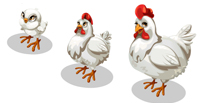 Chicken