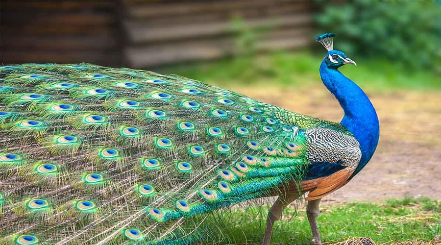 The National Bird of India