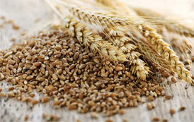 Food Grains