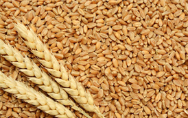 Food Grains